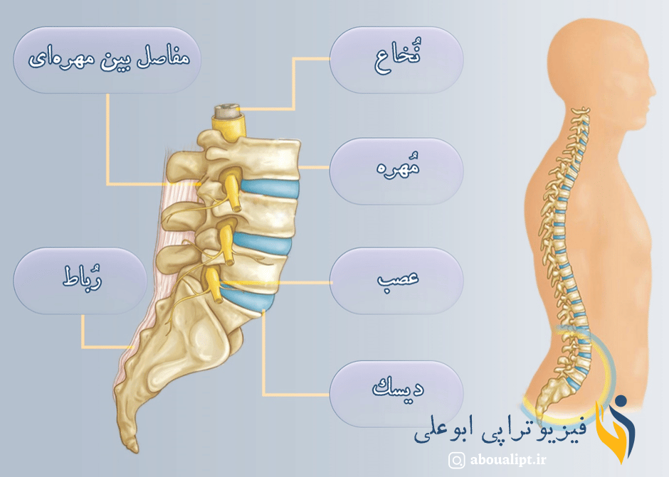 در این تصویر ساختار ستون فقرات و اجزای تشکیل‌دهنده‌ی آن شامل نخاع، مهره‌ها، عصب، رباط و دیسک کمر نشان داده شده است. 