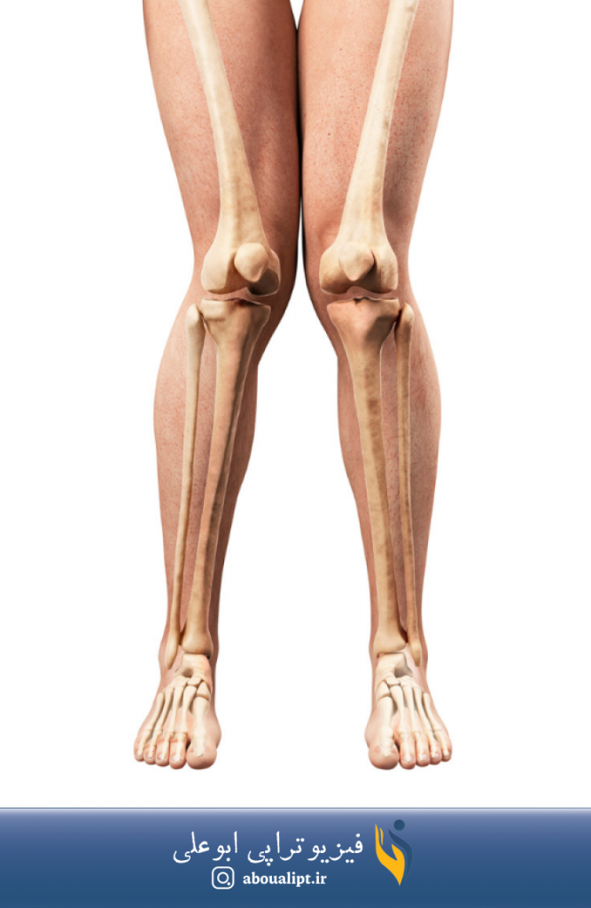در تصوير، استخوان بندی پا و زانوی ضربدری نشان داده شده است.